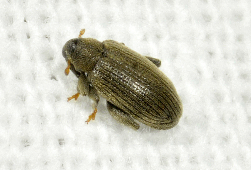 Curculionidae: Orchestes fagi